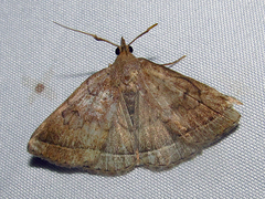 Zanclognatha jacchusalis