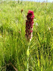 Disa sanguinea