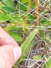 Gentianella corymbifera