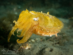 Sepia plangon