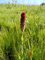 Disa sanguinea
