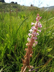 Satyrium longicauda image