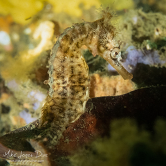 Hippocampus whitei