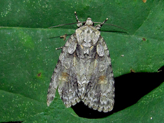 Acronicta ovata