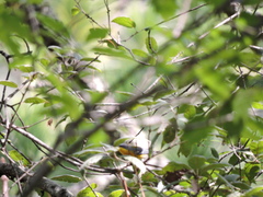 Oreothlypis superciliosa