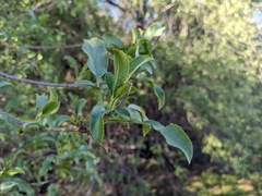 Sambucus cerulea