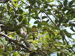Oreothlypis superciliosa