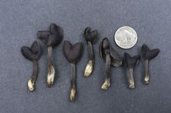 Helvella atra
