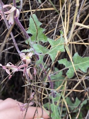 Lyrocarpa coulteri