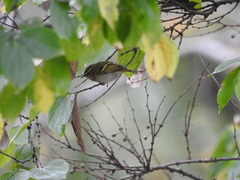 Phylloscopus inornatus