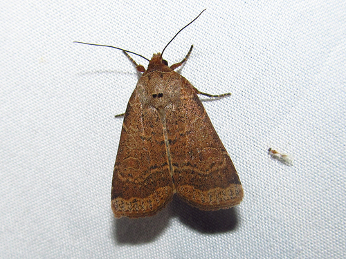 Blueberry Budworm Moth