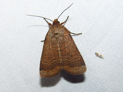 Abagrotis anchocelioides