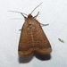 Blueberry Budworm Moth - Photo (c) ryanli, some rights reserved (CC BY-NC), uploaded by ryanli
