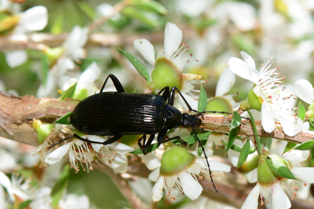 Tanychilus striatus