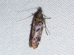 Chionodes formosella