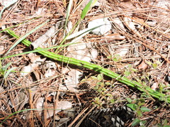 Selenicereus spinulosus