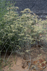 Eriogonum plumatella