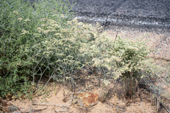 Eriogonum plumatella