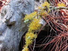 Teloschistes exilis