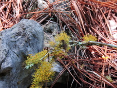 Teloschistes exilis