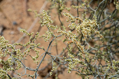 Eriogonum plumatella