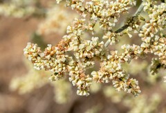 Eriogonum plumatella