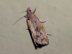 Endothenia nubilana