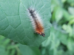 Spilarctia subcarnea