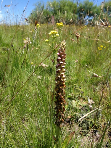 Disa versicolor image