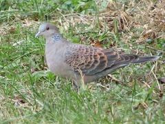 Streptopelia orientalis