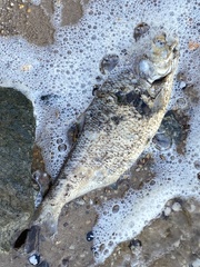 Dorosoma cepedianum