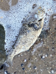 Dorosoma cepedianum