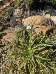 Cryptantha intermedia