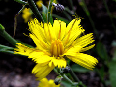 Hieracium sabaudum