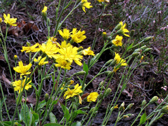 Hieracium sabaudum