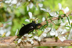 Tanychilus striatus