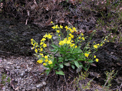Hieracium sabaudum