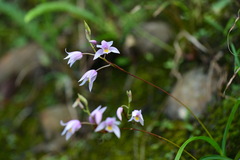 Bletilla formosana