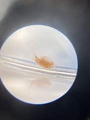Daphnia