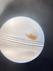 Daphnia