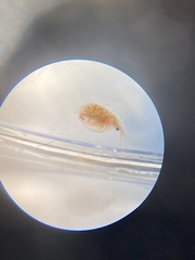 Daphnia