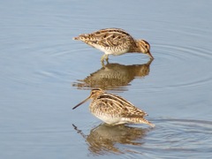 Gallinago gallinago