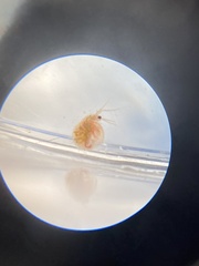 Daphnia