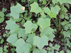 Menispermum canadense