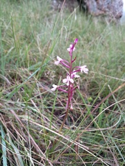 Disa