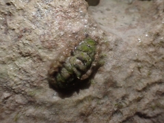 Polyplacophora