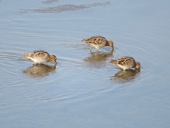 Gallinago gallinago