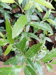 Putranjiva roxburghii