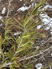 Trichostema lanatum