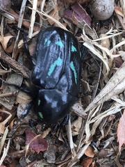 Chlorobapta frontalis